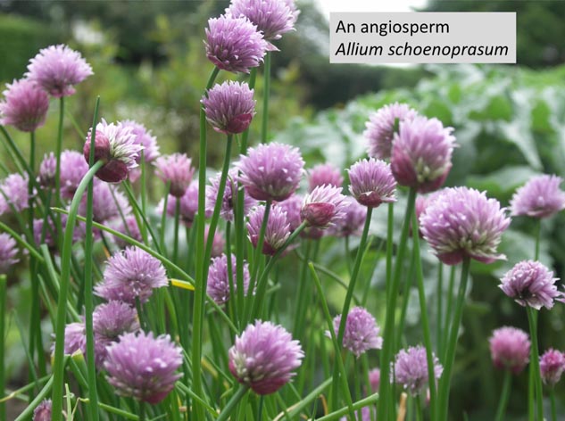 angiosperm allium